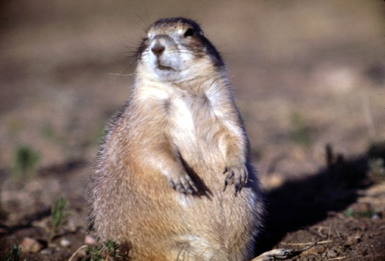 A seated prairie dog in Wind Cave National Park.