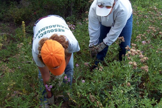 Crews at Wind Cave National Park pulling Canada thistle last summer as part of the park’s exotic plant control program.
