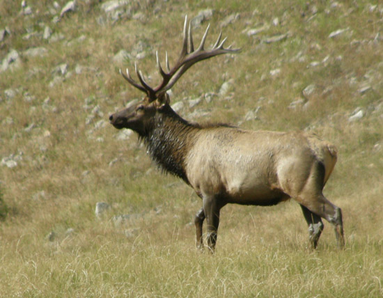 Bull elk, wet from wallowing in a stream, walks toward the left of the photo.