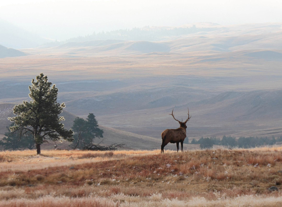 Bull elk looking into a valley on a frosty morning with low clouds on the horizon.