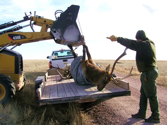 The body of an elk is loaded onto a flatbed trailer.