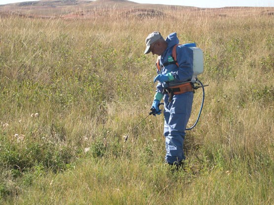 Park employee David Enyeart sprays herbicides on canada thistle in Wind Cave National Park.