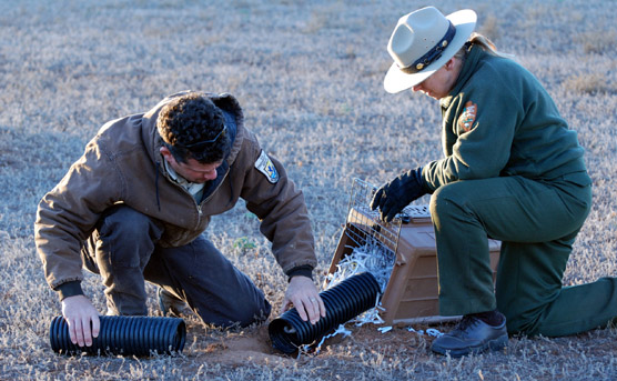 U.S. Fish and Wildlife employee Tom Allen and National Park Service ranger Mary Laycock prepare to release the black-footed ferret hiding in the black tube.