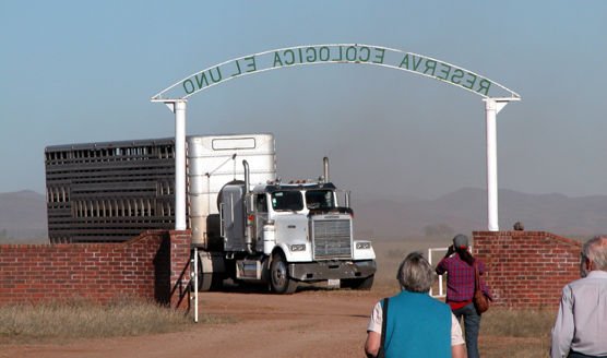 Semi-trailer truck carrying Wind Cave bison arriving at the El Uno Ecological Reserve in Mexico.