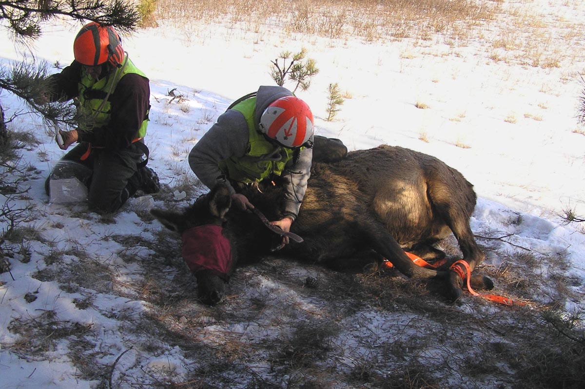 Two crew members from Leading Edge Aviation attach a radio collar to an elk.