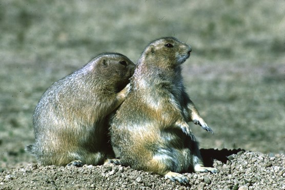 Two prairie dogs sitting near a burrow in Wind Cave National Park.
