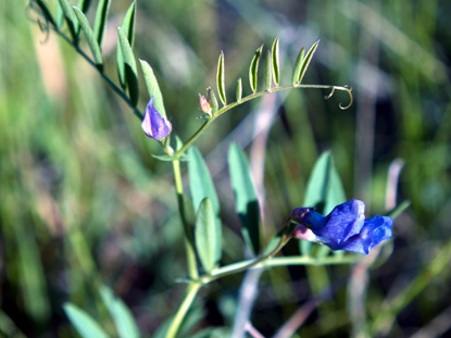 American Vetch - Vicia americana
