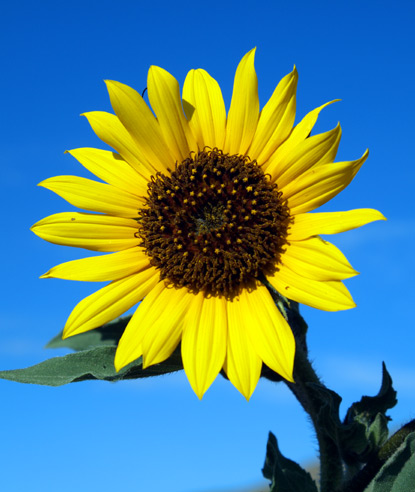 Annual-Sunflower.jpg
