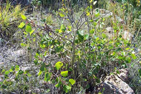 Quaking Aspen - Populus tremuloides