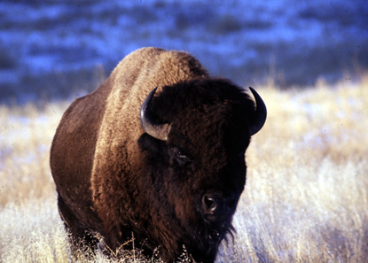 Bison bull
