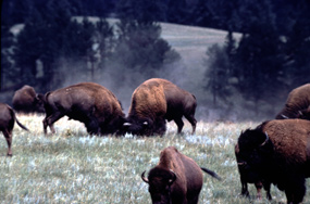 Bison bulls fighting during the rut