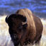 Bison (buffalo) bull