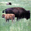 Bison cow and calf