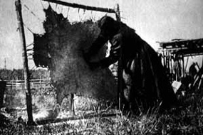Native American woman tanning a bision hide