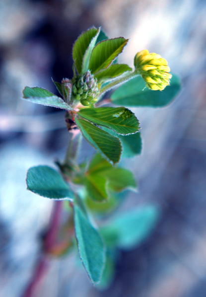 Black Medic - Medicago lupulina