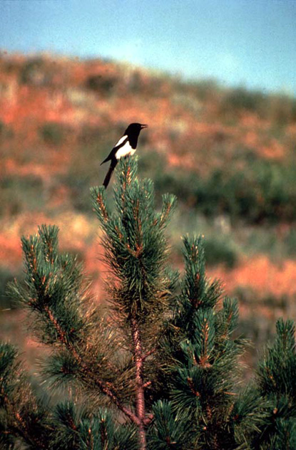 Black-billed Magpie - Pica pica