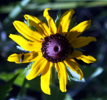Blackeyed Susan - Rudbeckia hirta
