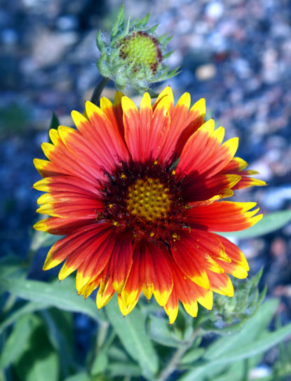 http://www.nps.gov/wica/naturescience/images/Blanket-Flower.jpg