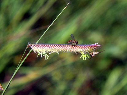 Blue Grama - Bouteloua gracilis