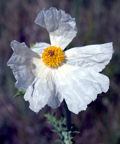 Bluestem Pricklypoppy, Crested Pricklypoppy, Intermediate Pricklypoppy, Annual Pricklypoppy - Argemone polyanthermos