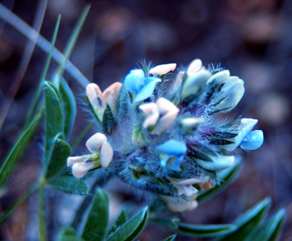 Breadroot Scurfpea, Indian Breadroot, Indian turnip, Prairie Turnip, Prairie Potato - Psoralea esculenta, Pediomelum esculentum