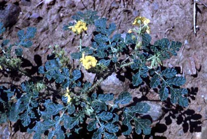 Buffalobur - Solanum rostratum