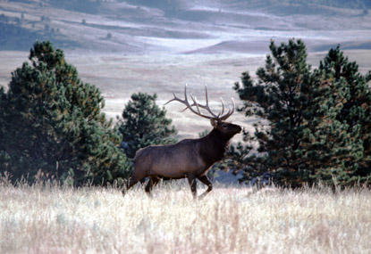 Elk - Cervus elephus