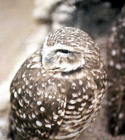 Burrowing Owl - Athene cunicularia