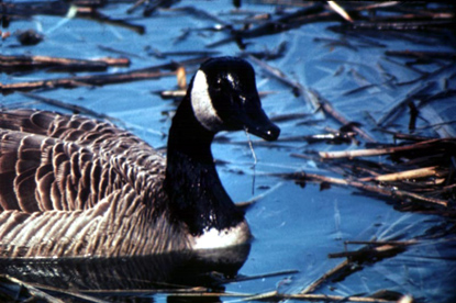 Canada Goose - Branta canadensis