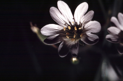 Common Chickweed - Stellaria media