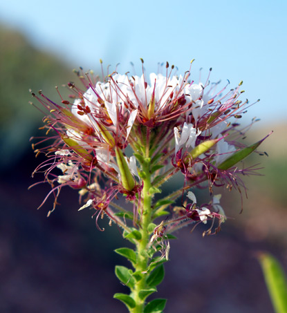 Clammyweed - Polanisia dodecandra