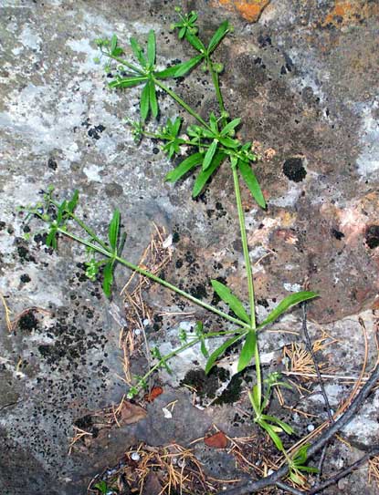 Cleavers - Galium aparine