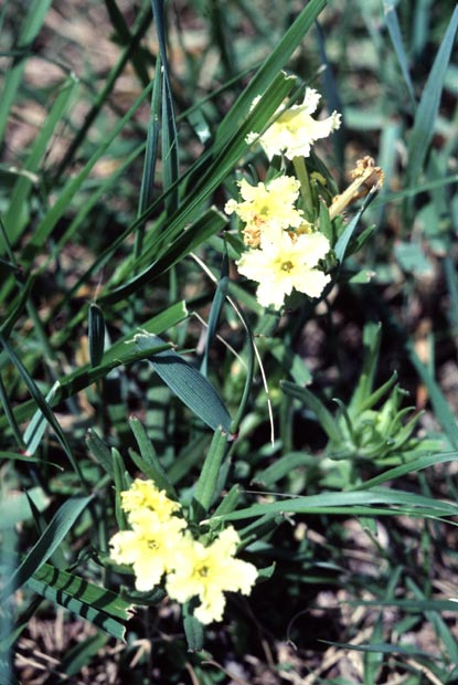 Cleff Gromwell - Lithospermum incisium
