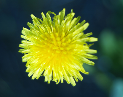 Common Dandelion - Taraxacum officinale