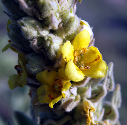 Wooly Mullein, Common Mullein - Verbascum thapsis