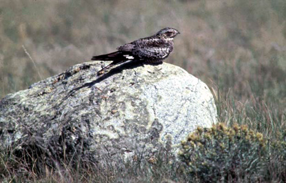 Common Nighthawk - Chordeiles minor