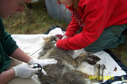 Putting a Tracking Collar on a Coyote