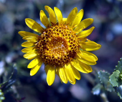 Curlycup Gumweed - Grindelia squarrosa