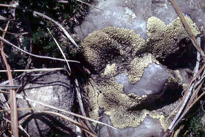 Dimelaena oteina
