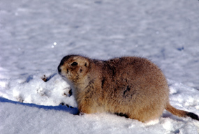 Blacktail Prairie Dog in snow