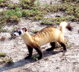 released ferret