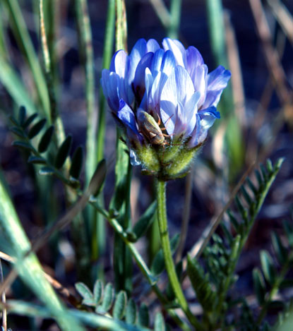Field Milkvetch - Asragalus agrestis, A. dasyglottis