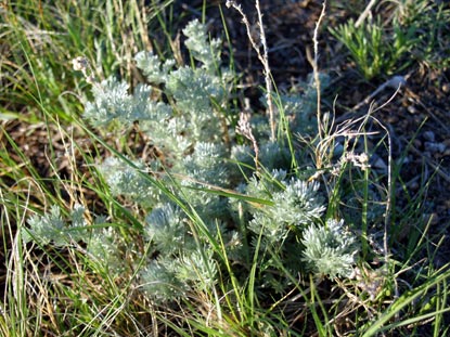 Fringed Sagewort - Artemisia frigida