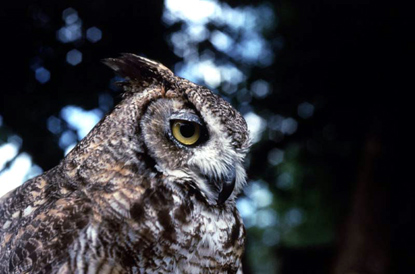 Great Horned Owl - Bubo virginianus