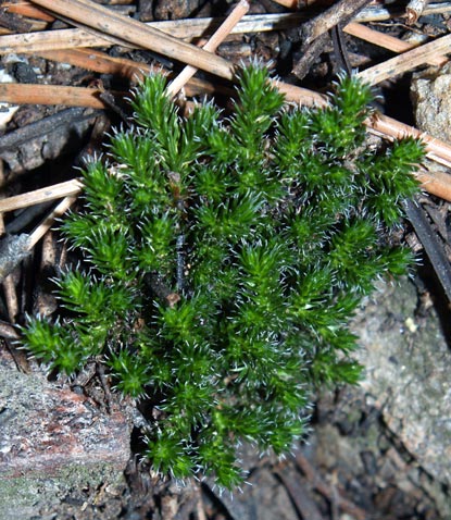 Ground Pine - Lycopodium dendroideum