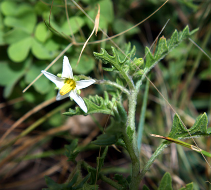 Hairy Nightshade - Solanum sarrachoides