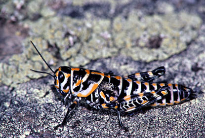 Harlequin Grasshopper - Dactylotum biocolor [female]