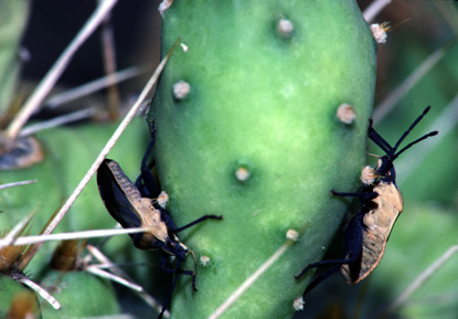 Hemipetera- Beetle Family Hemipetera