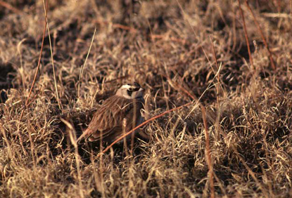Horned Lark - Eremophila alpestris