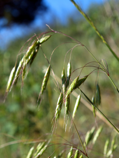 Japanese Brome - Bromus japonicus